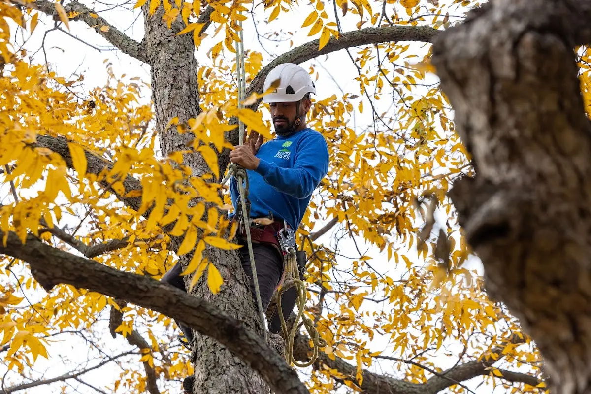 Skilled Tree Pruning crew working in Watrous